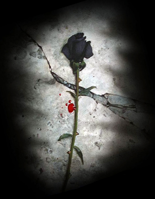 black rose
